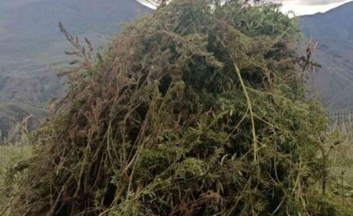 Ardahan’da 12 bin 820 kök kenevir imha edildi