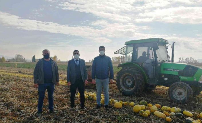 Aslanapa’da sınırlı sulamayla çerezlik kabak üretimi