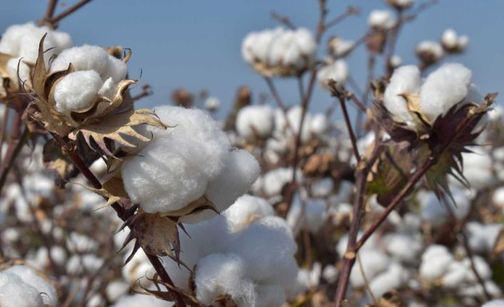 Aydın Ticaret Borsası Yönetim Kurulu Başkanı Çondur: "Pamuk fiyatlarındaki artış üreticiyi memnun etti"
