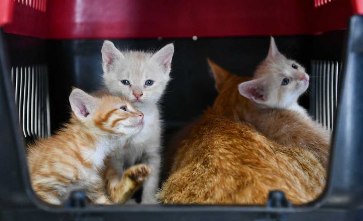 Başkent’te bir ilk: Sincan Kedi Tedavi Ünitesi ve Rehabilitasyon Merkezi açıldı