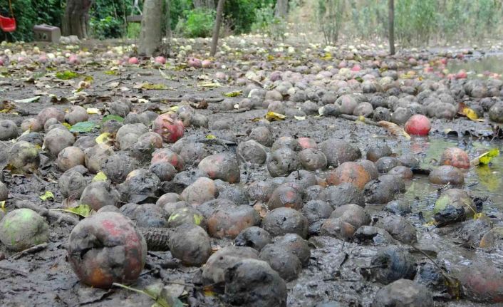 Binlerce ton meyve çürümeye terk edildi