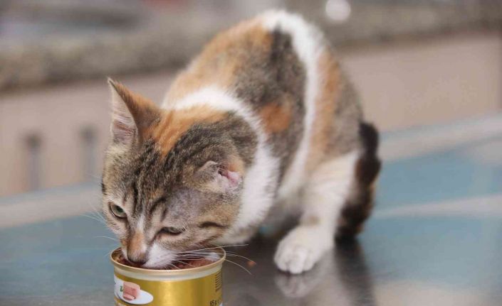 Bir bacağı ve kulağı kopan, kutu içinde belediyeye bırakılan kedi yaşam savaşını kazandı
