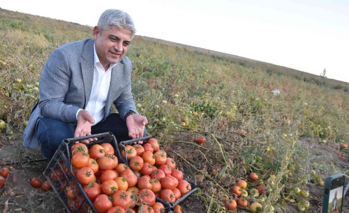 Bitlis’te 200 bin ton domatesten 400 milyon TL gelir bekleniyor