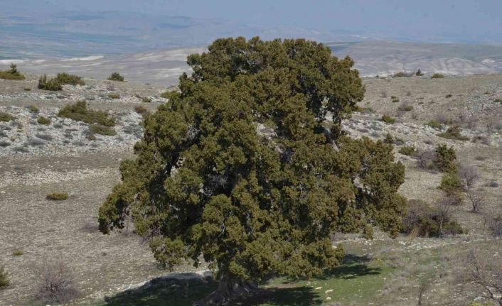 Bu ağaç İstanbul’un fethinden önce de vardı