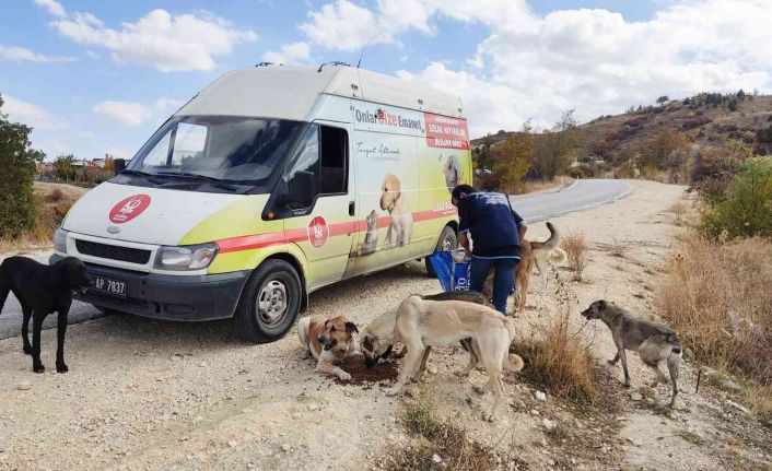 Can dostlar doğal yaşam alanlarında besleniyor