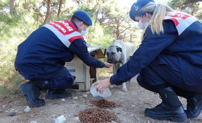 Çanakkale’de, Dünya Hayvanları Koruma Günü’nde sokak köpeklerini beslediler