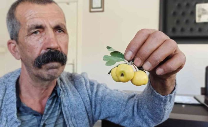 Ceviz büyüklüğündeki alıçlar görenleri şaşırtıyor