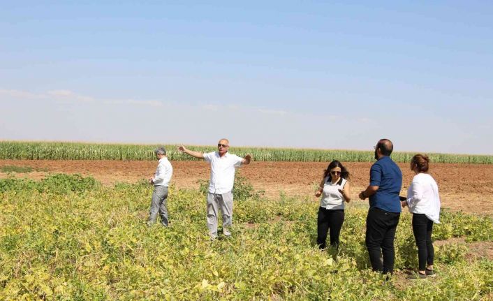 Çörek otu ekti, elektrik gideri yüzde 70 azaldı