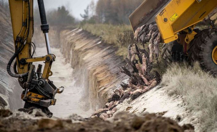 Danimarka’da "vizon itlafı" krizi: Başbakan Frederiksen hakim karşısına çıkabilir