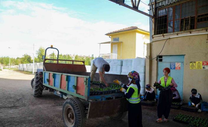 Diyarbakır kış aylarında 1 milyon 200 bin çiçekle renklenecek