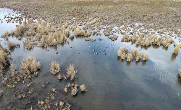 Ekşisu Sazlığında biyolojik çeşitlilik izleme çalışması yapıldı