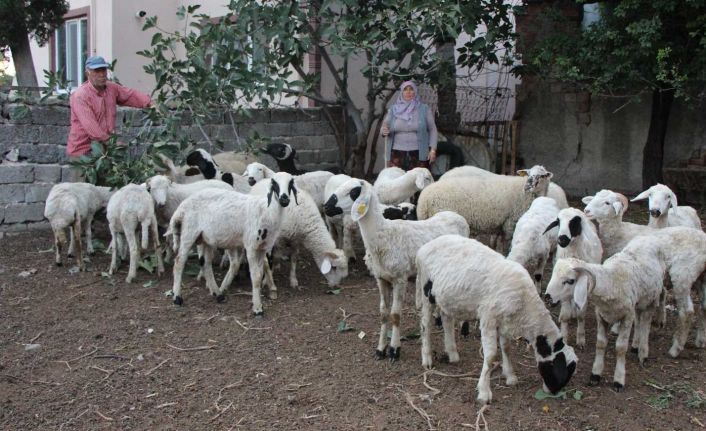 Emekli ikramiyesiyle aldığı 27 koyunu çalındı