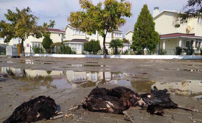 Enez’de aç kalan köpekler 9 tavuk ve 1 horozu telef etti