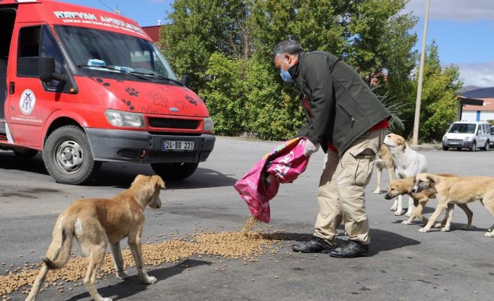 Erzincan’da sokak hayvanları için besleme çalışması yapıldı