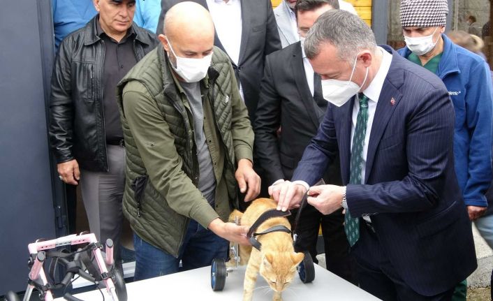 Felçli sokak hayvanları bu merkez ile özgürlüğüne kavuşacak