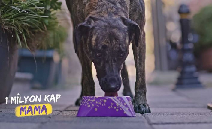 Getir, sokak ve barınak hayvanları için 1 milyon kap mama topluyor