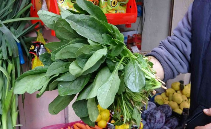 Giresun Sağlık İl Müdürü Muhammet Bulut: "Zehirli olan ıspanak değil, güzelavrat otu"