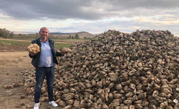 Hasat telaşı başladı: Hedef 550 bin ton pancardan 82 bin ton şeker üretimi