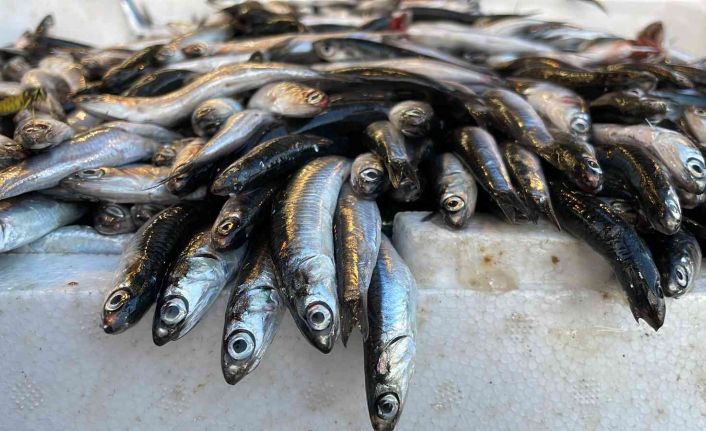Havalar soğuyunca hamsinin boyu 13 santime çıktı