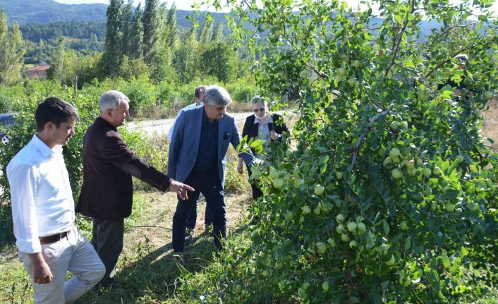 Hünnap ulusal pazarın gözdesi oldu