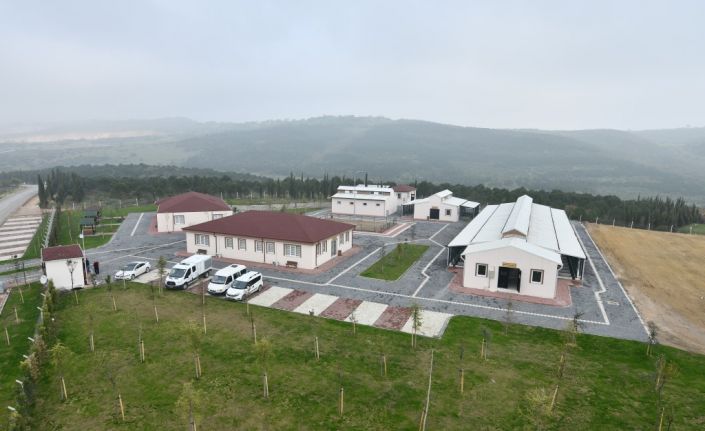 İnegöl’de bin 380 köpek kısırlaştırıldı, 3 bin 161 hayvan tedavi edildi