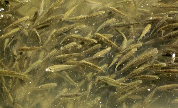 Islah edilen derede balık popülasyonu arttı