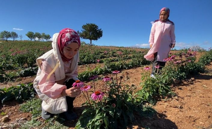 Isparta’da devlet desteği ile dikilen ekinezyalar ilaç ve kozmetik sanayide kullanılıyor