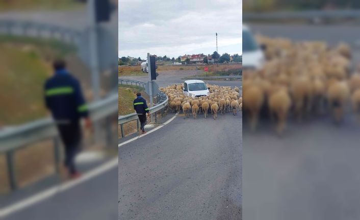 İstanbul-Tekirdağ yolunda araçların koyun sürüsüyle imtihanı: Tebessüm ettiren görüntüler