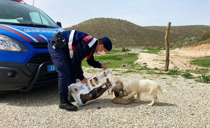 Jandarma 2021’de yaban hayvanlara böyle sahip çıktı