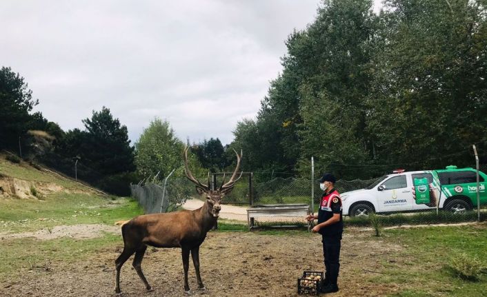 Jandarma ekipleri, hem yaban hayatı hem de sokak hayvanlarını besledi