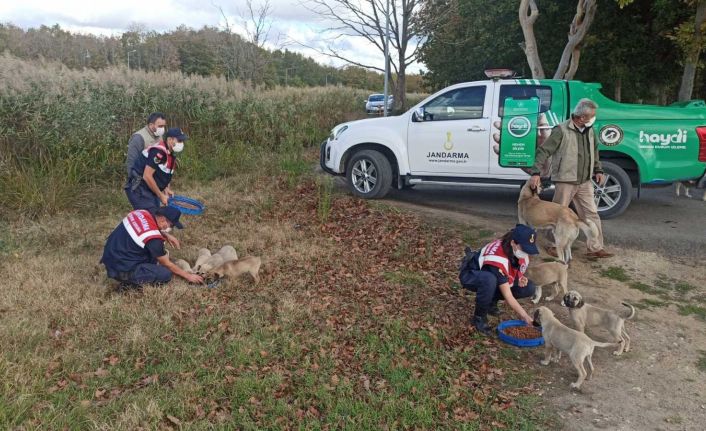 Jandarma ekipleri sokak hayvanlarına mama ve su verdi