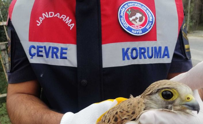 Jandarma’nın bulduğu yaralı ‘Doğan’ kuşu tedaviye alındı