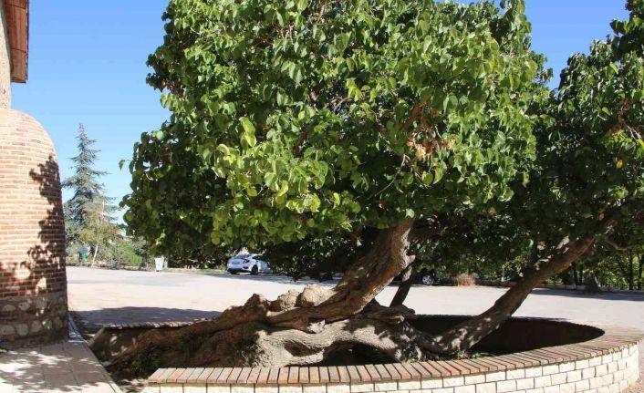 Kadir Gecesi’nde secde ettiği rivayet edilen dut ağacının hikayesi herkesi şaşırtıyor