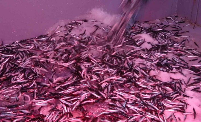 Karadeniz hamsisi yüzleri güldürüyor