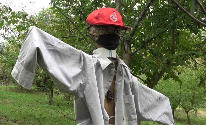 Kestaneye dadanan kargaların ‘Jandarma’ kabusu oldu!