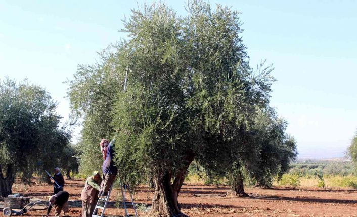 Kilis’te zeytinde erken hasat dönemi