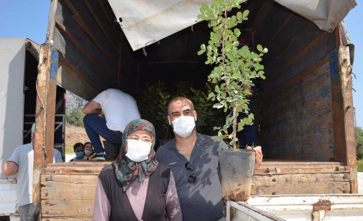 Kıraç araziler için çiftçilere keçi boynuzu fidanı dağıtıldı