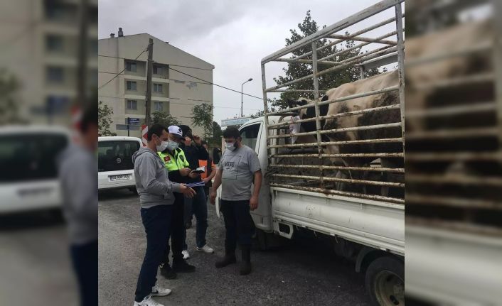 Kırklareli’nde canlı hayvan sevkiyatı yapan araçlar denetlendi