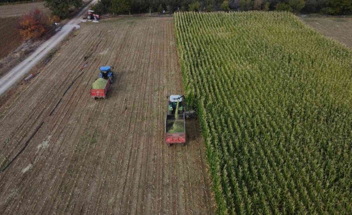 Konya’da silajlık mısır üretimi arttı