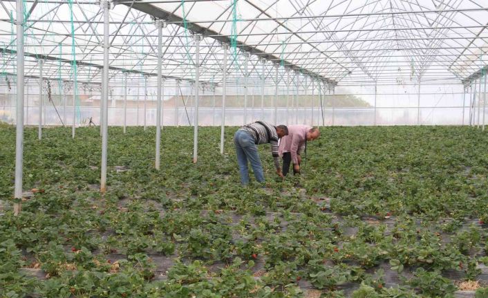 Konya’nın coğrafi işaretli organik çileği artık yılın 12 ayı üretiliyor