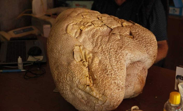 Mersin’de 23 kiloluk dev mantar bulundu