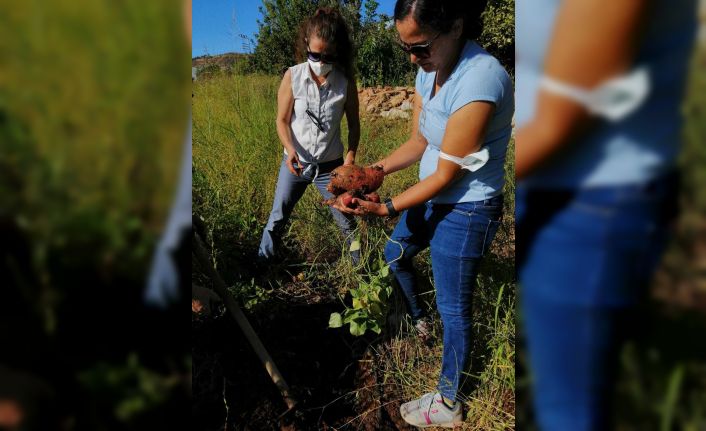 Mersinli kadın çiftçilerin ilk kez yetiştirdiği tatlı patatesler ay sonunda hasat edilecek