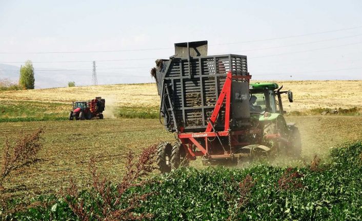 Muş’ta şeker pancarının tarladan sofraya uzanan tatlı yolculuğu