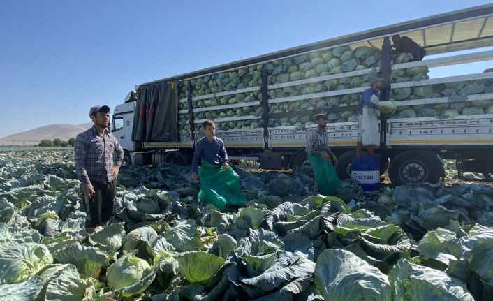 Niğde’de ilk kez beyaz lahana ihracatı
