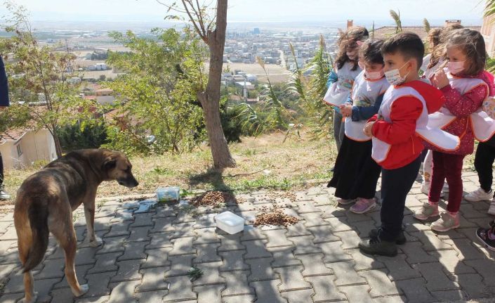 Öğrenciler sokak hayvanlarını besledi