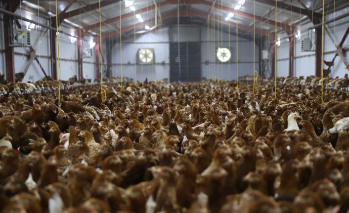 Ordu’da tavukçuluk sektörü büyüyor