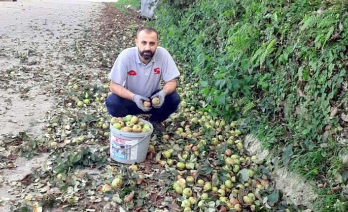 Organik elmalar pekmeze dönüşüyor