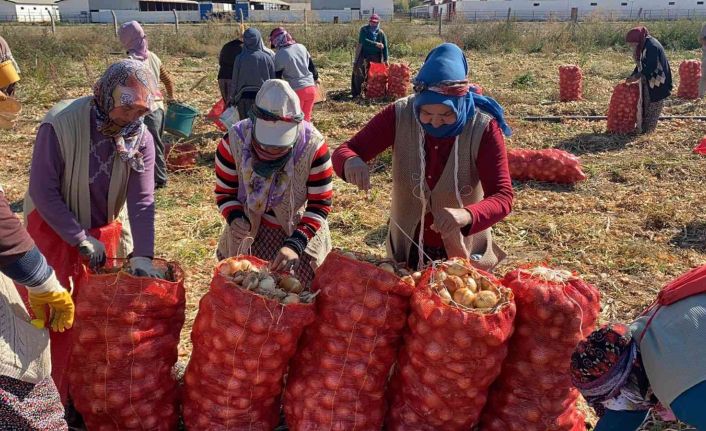 (ÖZEL) Hasadı başlayan kuru soğan alım fiyatı ile üreticiyi mutlu etmedi