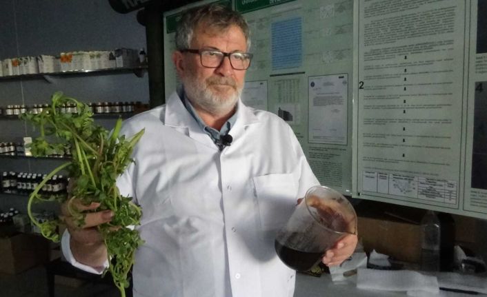 (Özel) Semizotu tohumundan bitkisel omega 3 ilaç etken maddesi üretiyorlar
