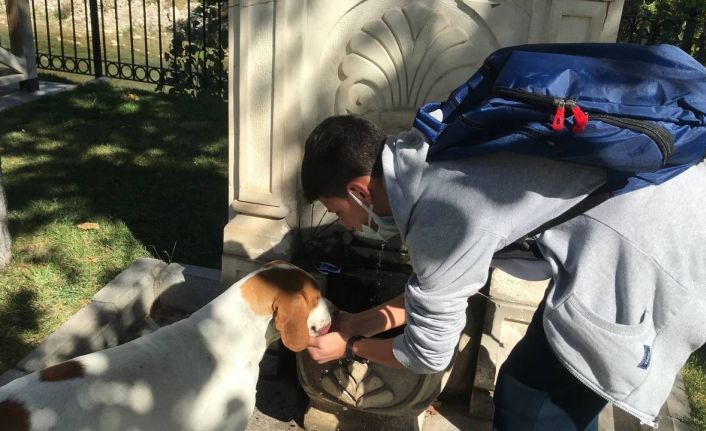 (Özel) Vefalı köpek, kendisine su içiren öğrenciyi okuluna kadar takip etti